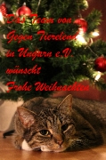 Frohe Weihnachten wünscht Gegen Tierelend in Ungarn e.V.