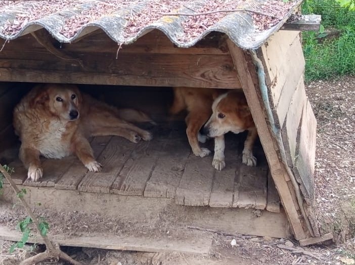Hundehütte Außenansicht - Datei: hundehütte.jpg
