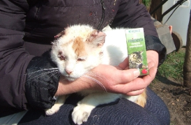 Danke Spenden für Katzen_1