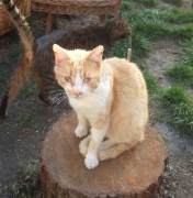 Hilferuf für Katzen_11