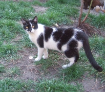 Hilferuf für Katzen_13