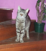 Hilferuf für Katzen_18