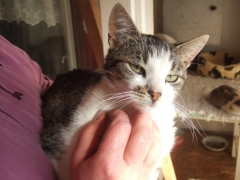 Hilferuf für Katzen_19