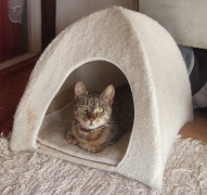 Hilferuf für Katzen_20
