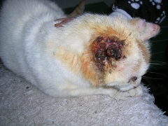 Hilferuf für Katzen_2