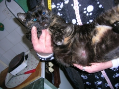 Hilferuf für Katzen_3
