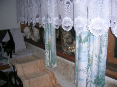 Hilferuf für Katzen_4
