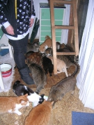 Hilferuf für Katzen_5