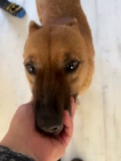 Hunde Zuhause 2025
