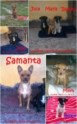 Samanta mit Beppo, Bany, Jula und Maya