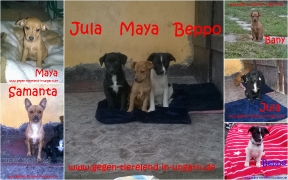 Samanta mit Beppo, Bany, Jula und Maya