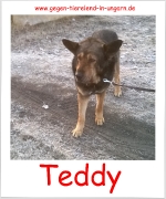 Teddy sucht Patenschaft und Zuhause