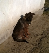 9 Welpen