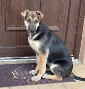 Hunde im Tierheim