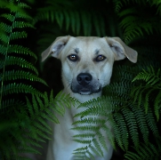 Maya