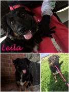 Leila sucht ihr Zuhause