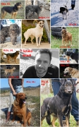 Bilder von Bandis Hunden